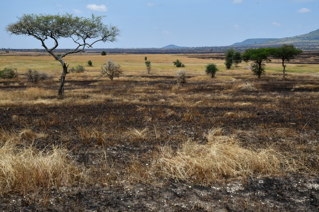 Central Serengeti